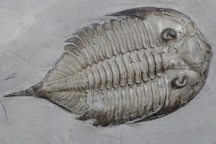 Dalmanites Trilobite Fossil - New York #357124